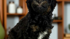 Çift Renk Toy poodle Yavru